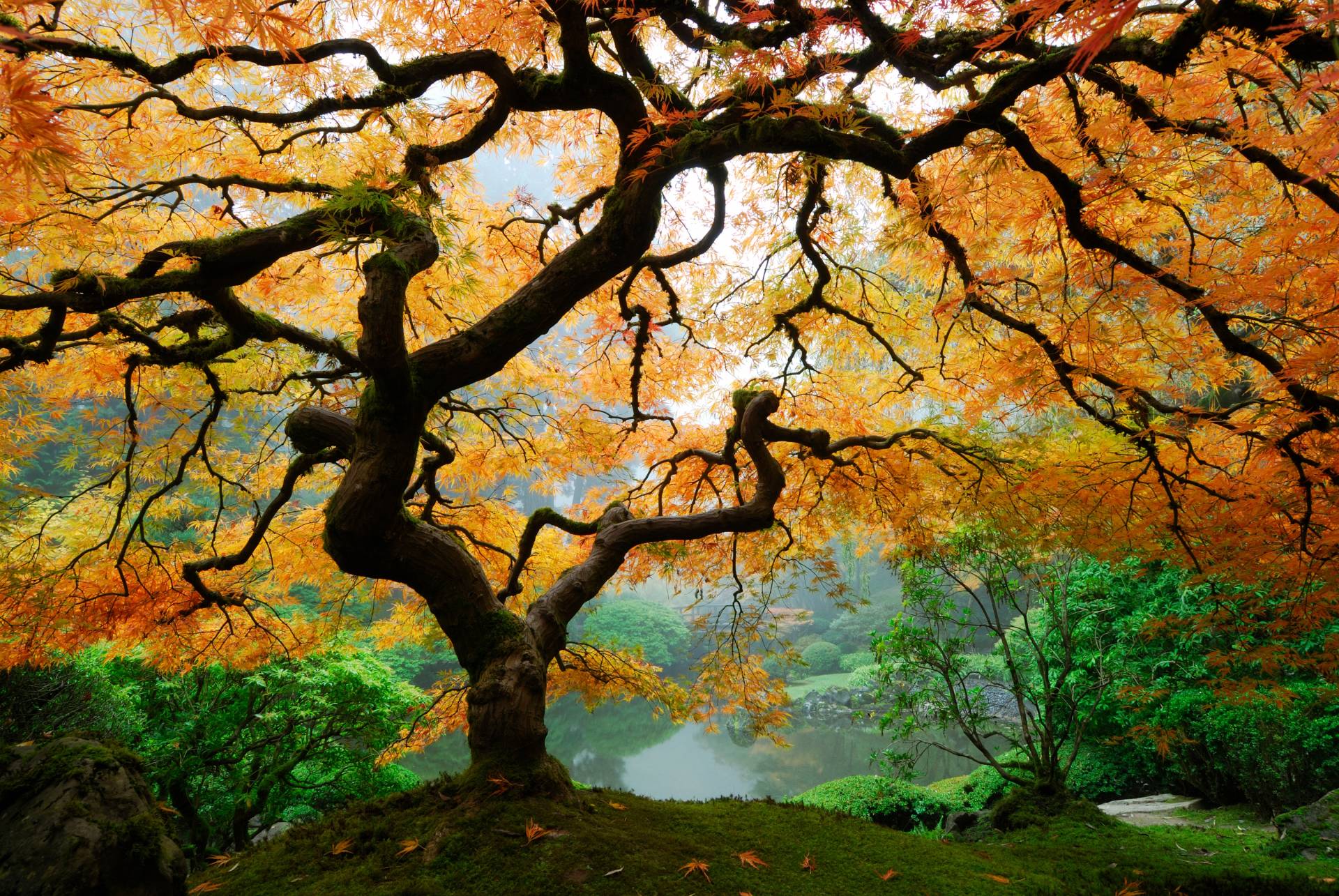 Papermoon Fototapete »Autumn Maple Tree« von Papermoon