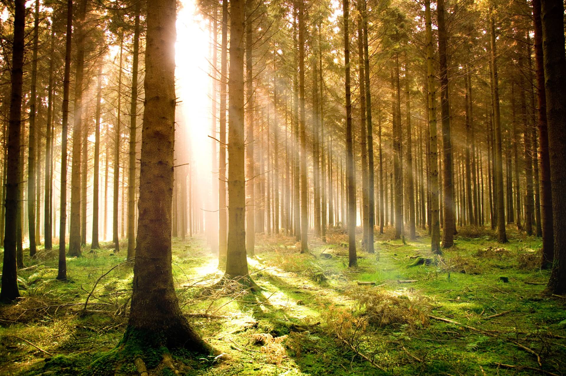 Papermoon Fototapete »Autumn Pine Forest« Papermoon Fototapete »Autumn Pine Forest« von Papermoon