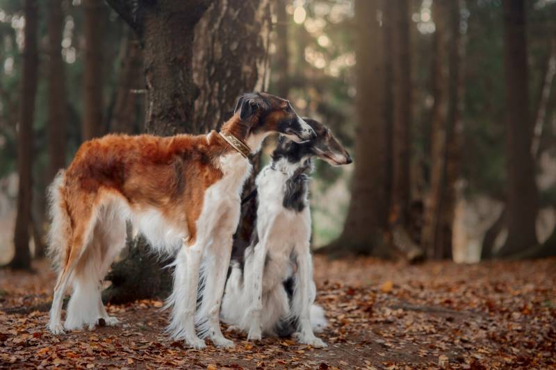 Papermoon Fototapete »BARSOI-HUND Tier-Portrait, langhaariger Welpe« von Papermoon