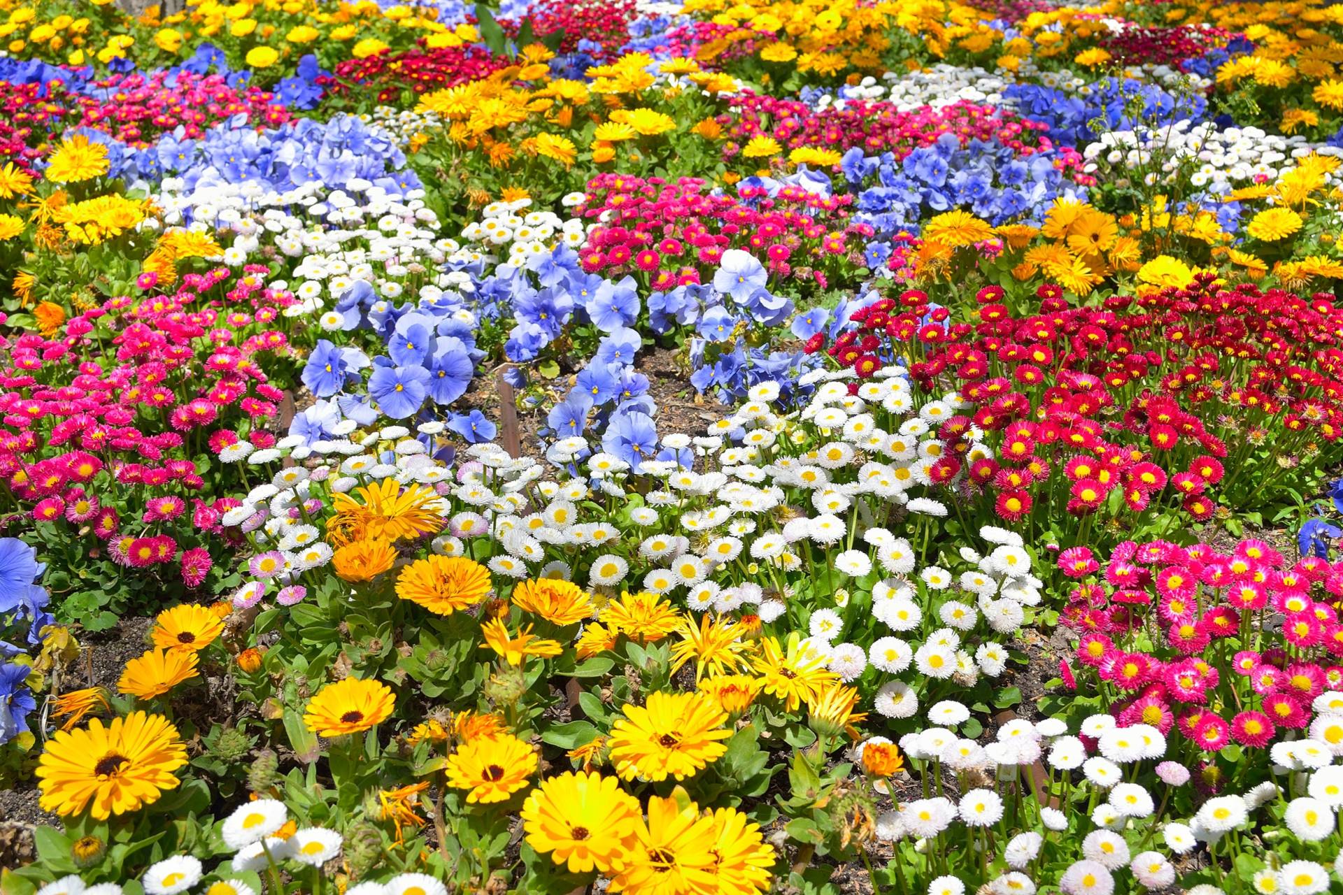 Papermoon Fototapete »BLUMEN-GARTEN-WIESE PFLANZE JASMIN BLÜTEN BUNT ORCHIDEE« von Papermoon