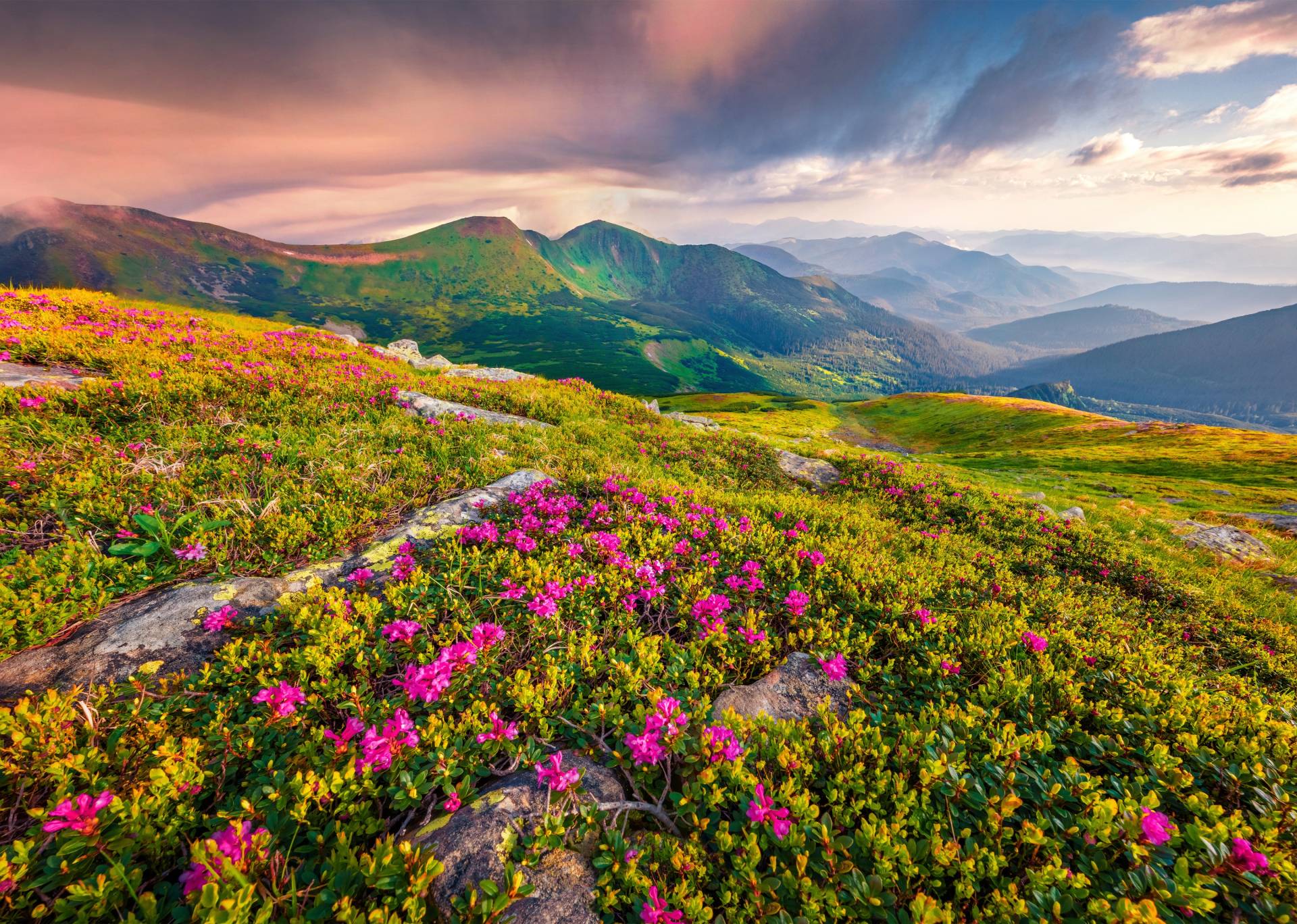 Papermoon Fototapete »BLUMEN-NATUR LANDSCHAFT BERGE GEBIRGE ALPEN LAVENDEL« von Papermoon