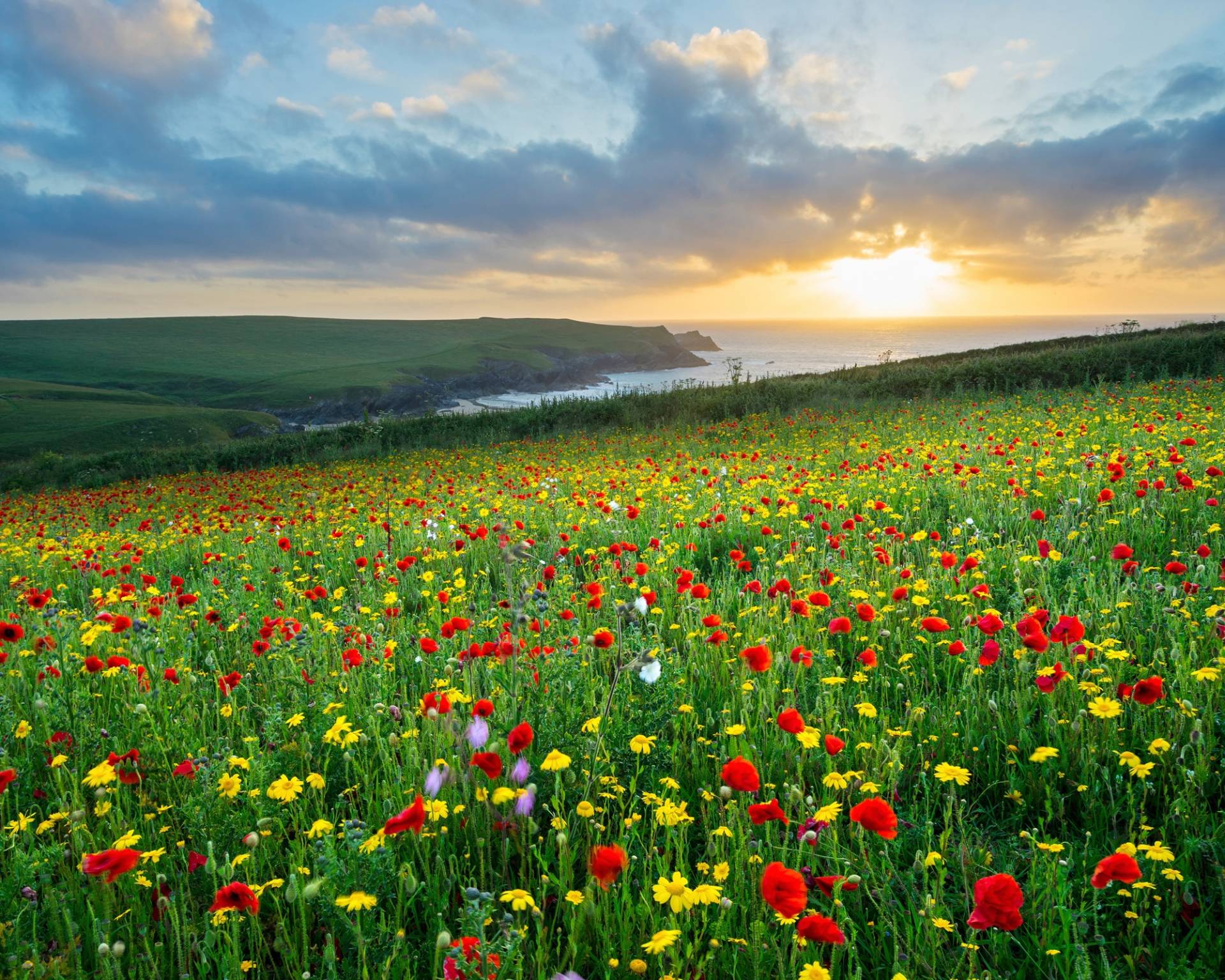 Papermoon Fototapete »BLUMEN-WIESE-MOHN FELD CORNWALL MEER KÜSTE SONNE WOLKEN« von Papermoon