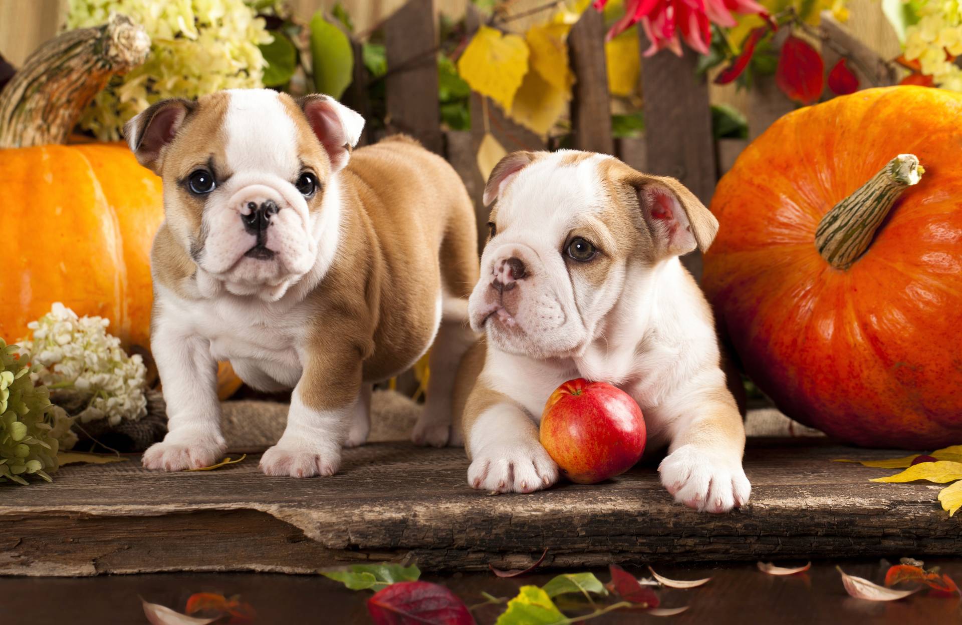 Papermoon Fototapete »BULLDOG-TIERE HUND BULLDOGE HUNDE WANDDEKO WANDBILD XXL« Papermoon Fototapete »BULLDOG-TIERE HUND BULLDOGE HUNDE WANDDEKO WANDBILD XXL« von Papermoon