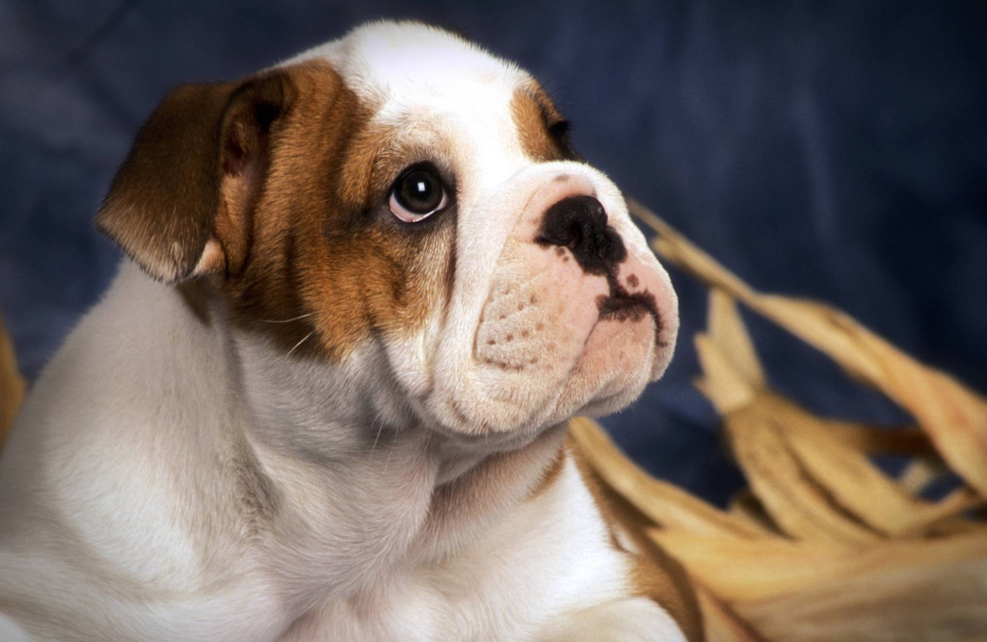 Papermoon Fototapete »BULLDOG-TIERE HUND BULLDOGE HUNDE WANDDEKO WANDBILD XXL« Papermoon Fototapete »BULLDOG-TIERE HUND BULLDOGE HUNDE WANDDEKO WANDBILD XXL« von Papermoon