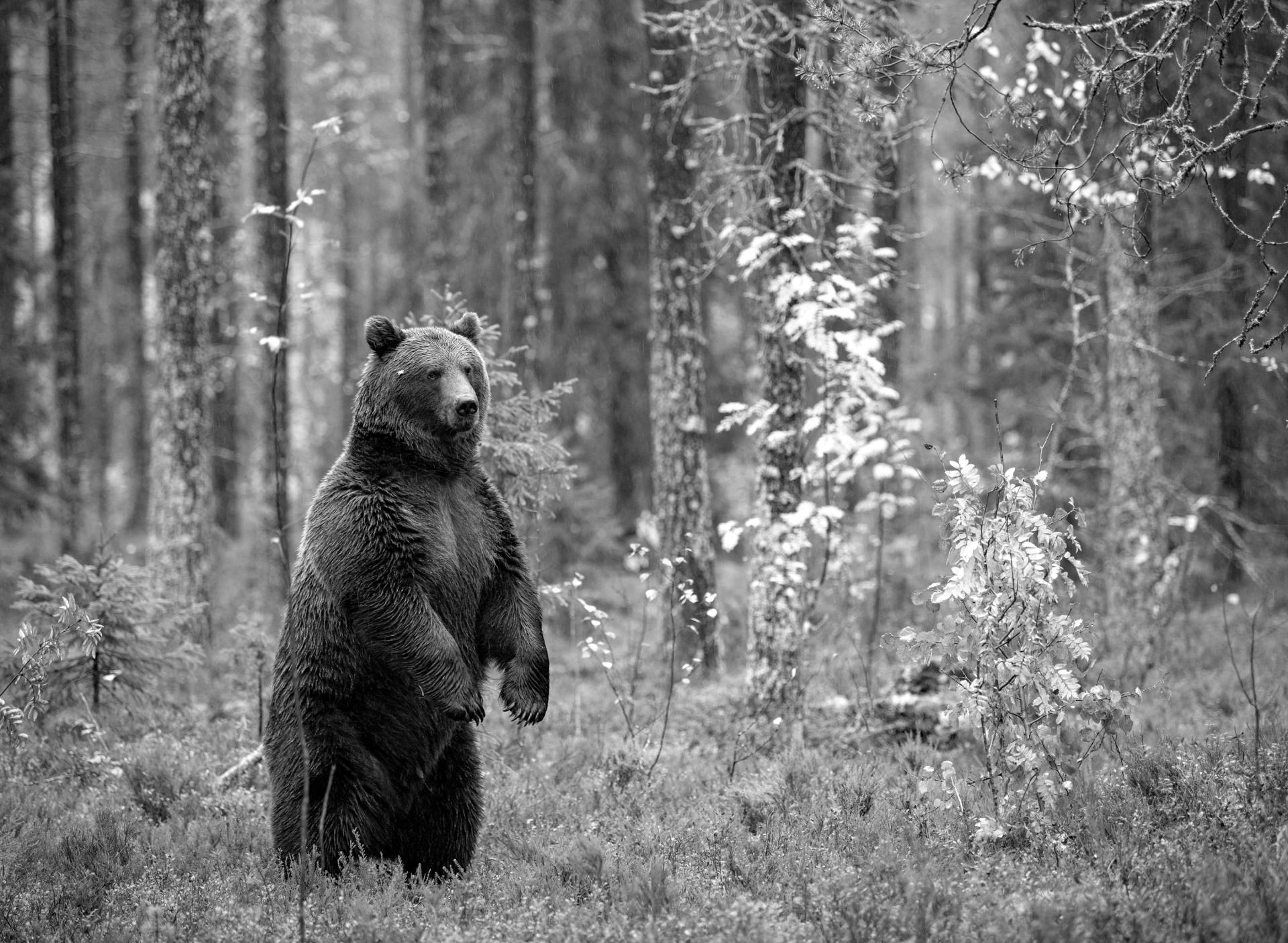Papermoon Fototapete »Bär im Wald Schwarz & Weiss« Papermoon Fototapete »Bär im Wald Schwarz & Weiss« von Papermoon