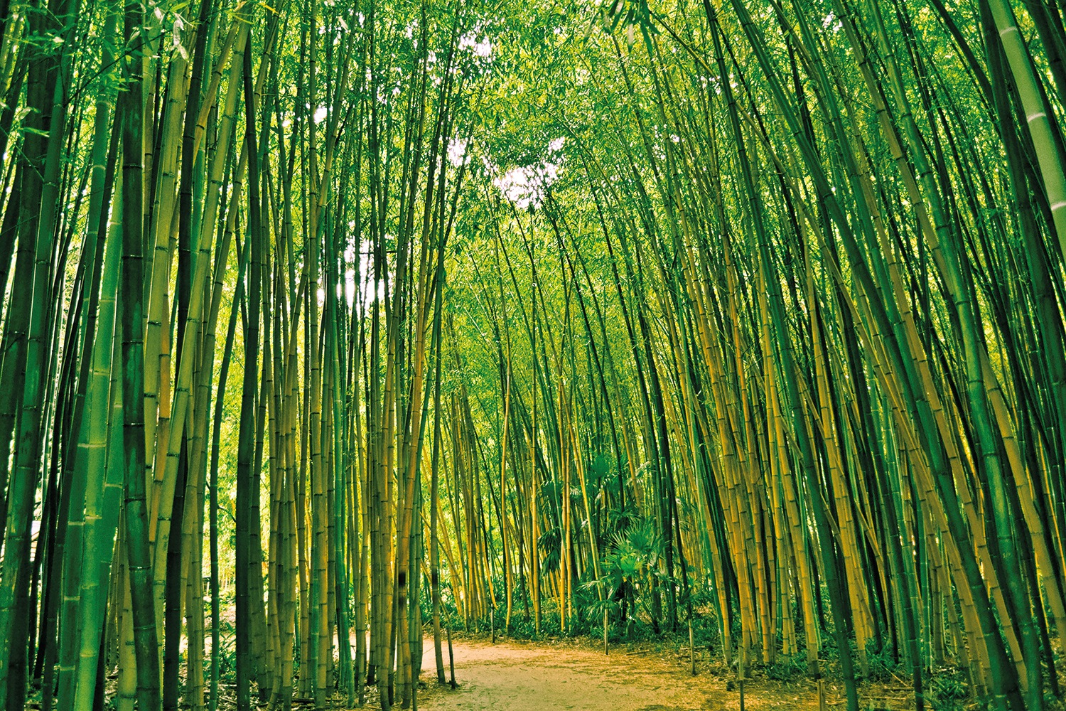 Papermoon Fototapete »Bamboo Forest« von Papermoon