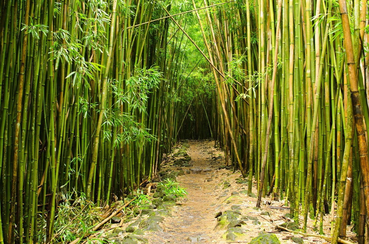 Papermoon Fototapete »Bambuswald Hawaii« von Papermoon
