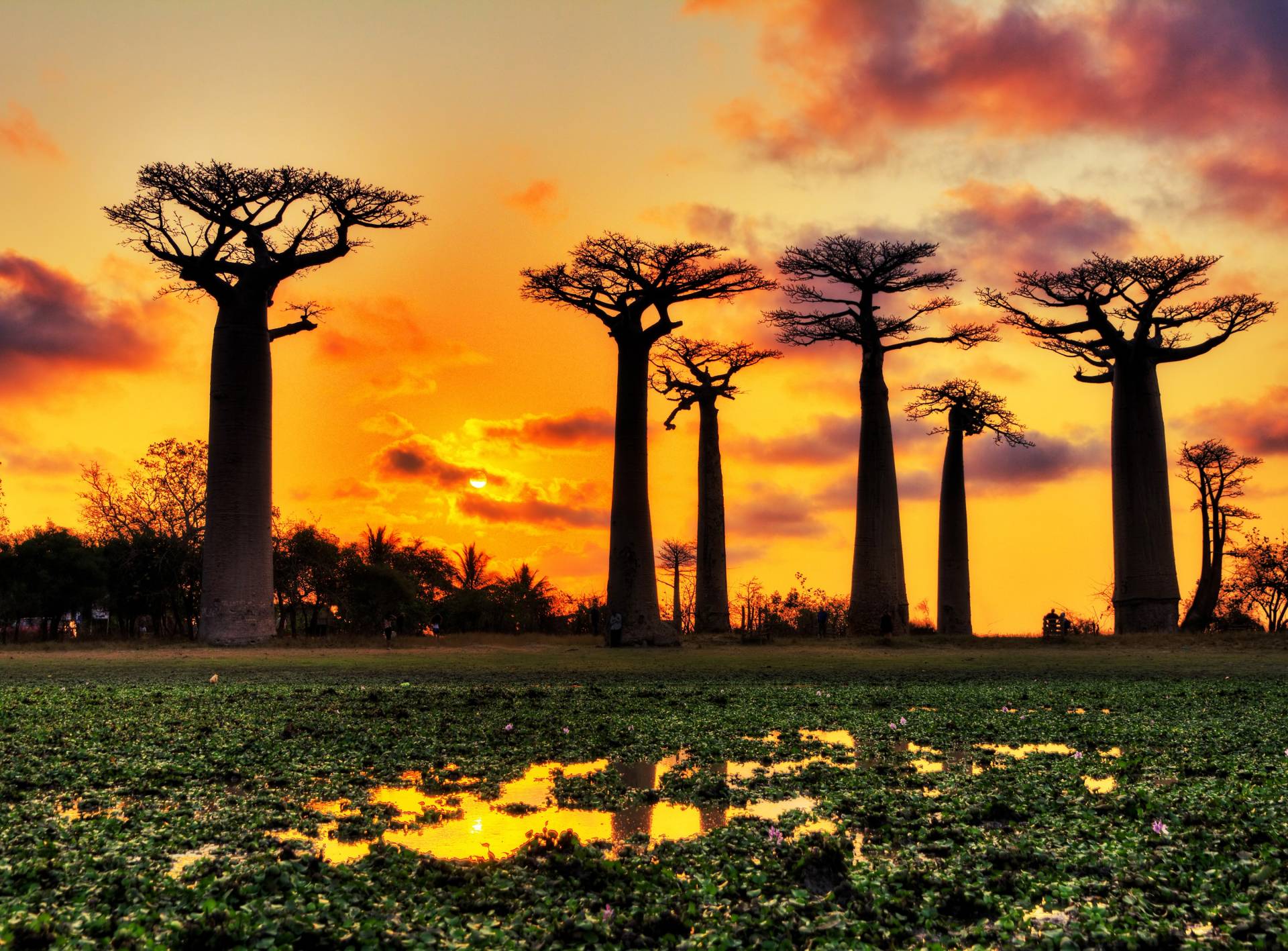 Papermoon Fototapete »Baobabs Trees African Sunset« von Papermoon