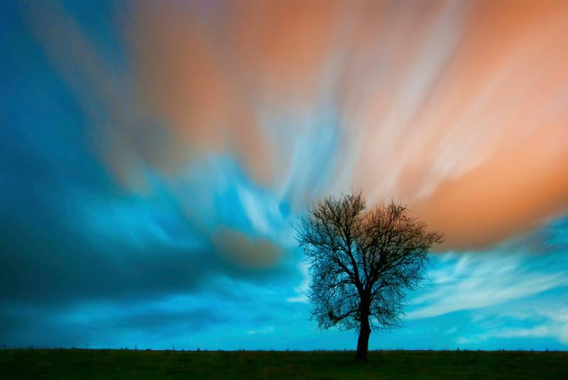 Papermoon Fototapete »Baum auf Wiese« von Papermoon