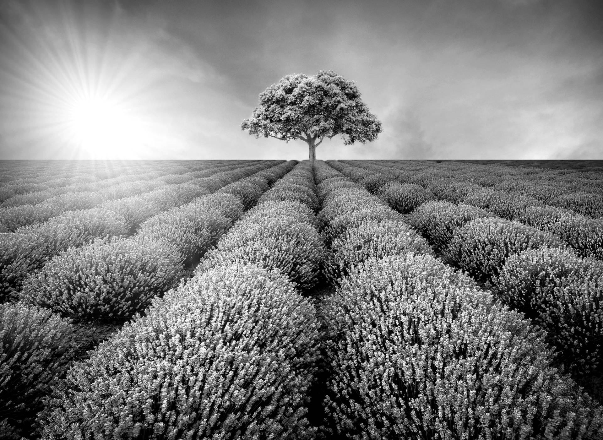 Papermoon Fototapete »Baum im Feld Schwarz & Weiss« von Papermoon