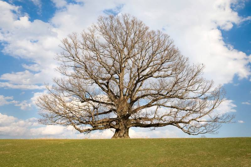 Papermoon Fototapete »Baum in Landschaft« von Papermoon