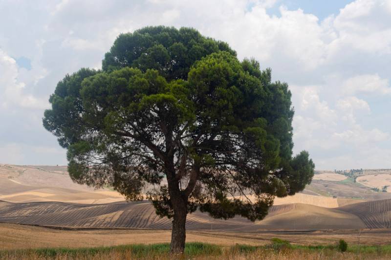 Papermoon Fototapete »Baum in Landschaft« von Papermoon