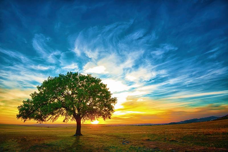 Papermoon Fototapete »Baum in Landschaft« von Papermoon