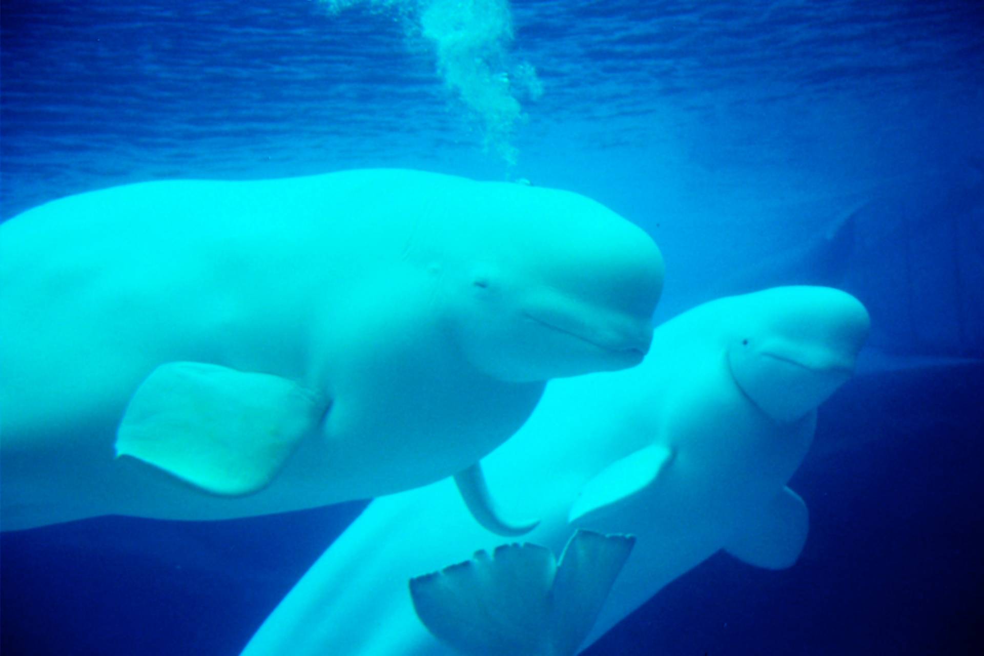 Papermoon Fototapete »Beluga Whales« von Papermoon