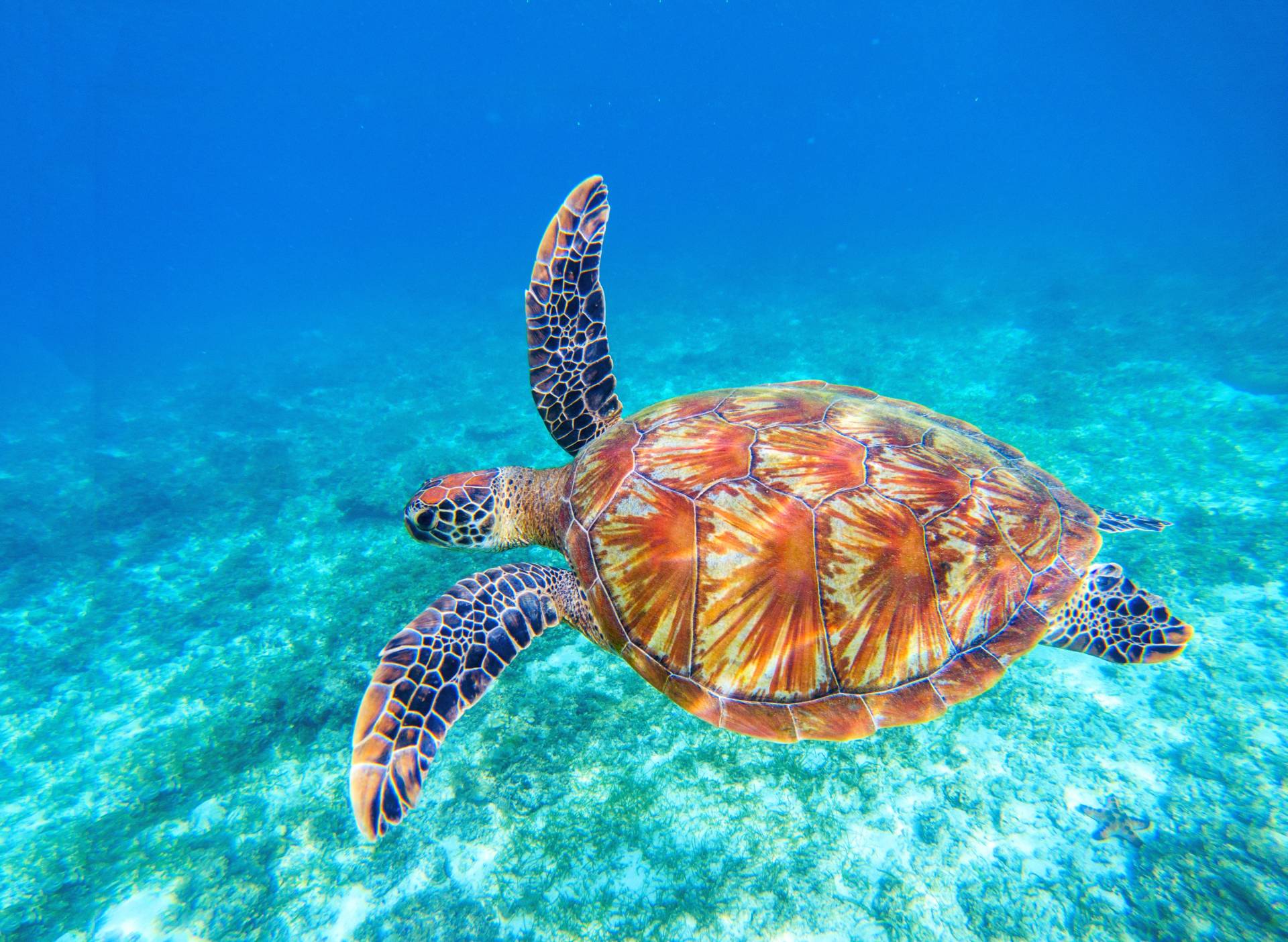 Papermoon Fototapete »Big Green Sea Turtle« Papermoon Fototapete »Big Green Sea Turtle« von Papermoon