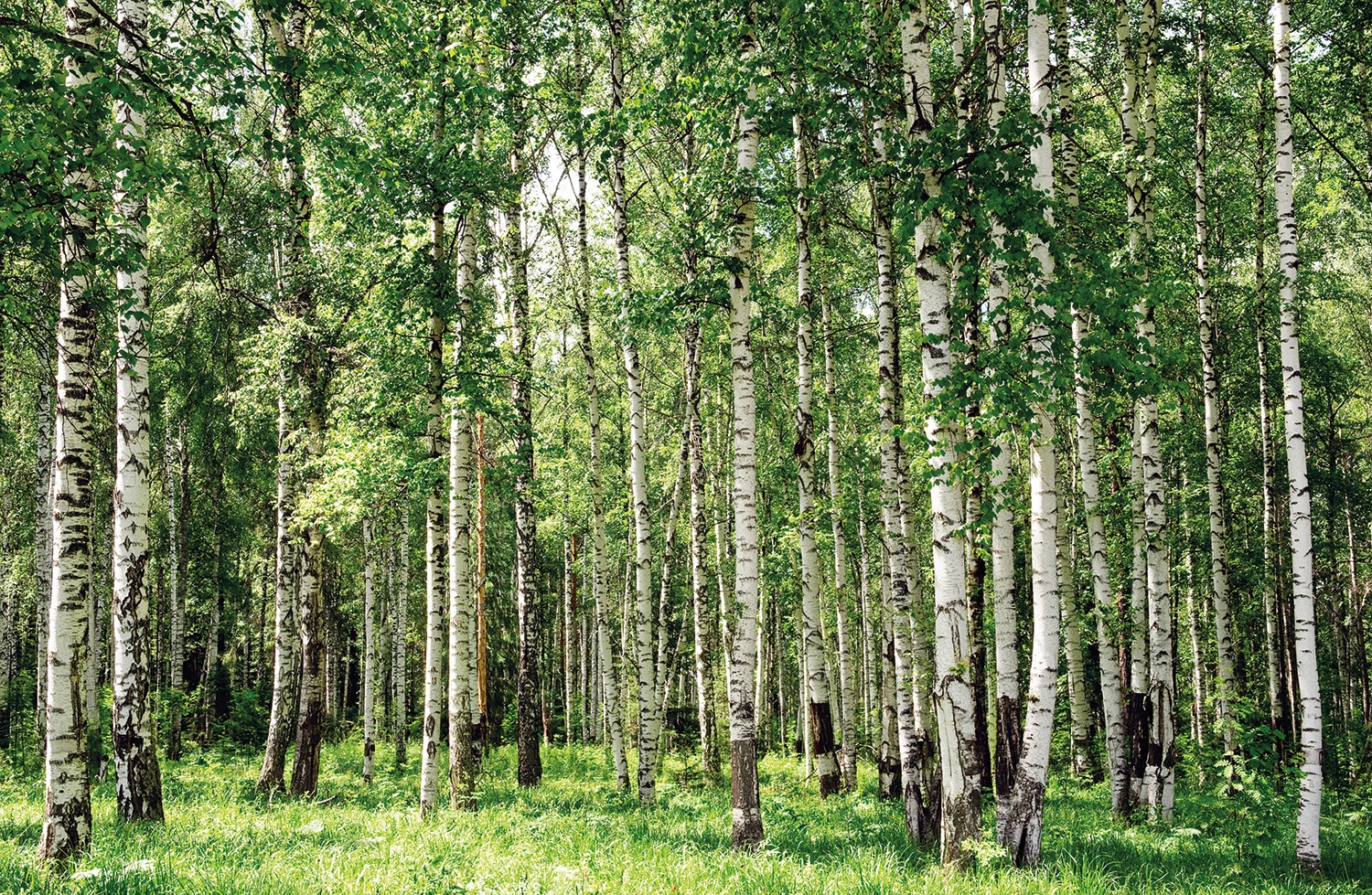 Papermoon Fototapete »Birch Forest« Papermoon Fototapete »Birch Forest« von Papermoon