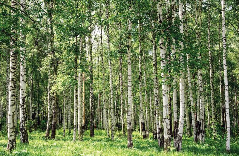 Papermoon Fototapete »Birch Forest« von Papermoon