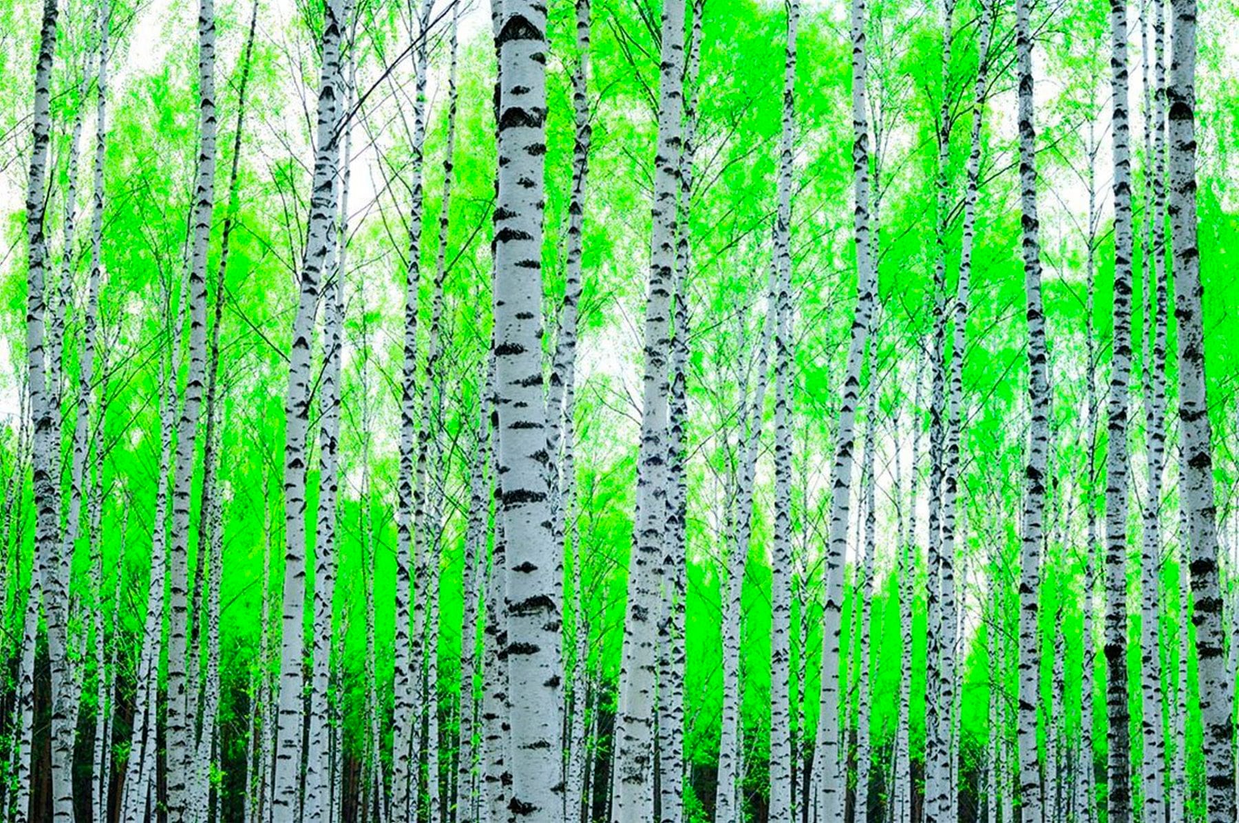 Papermoon Fototapete »Birch Forest« von Papermoon