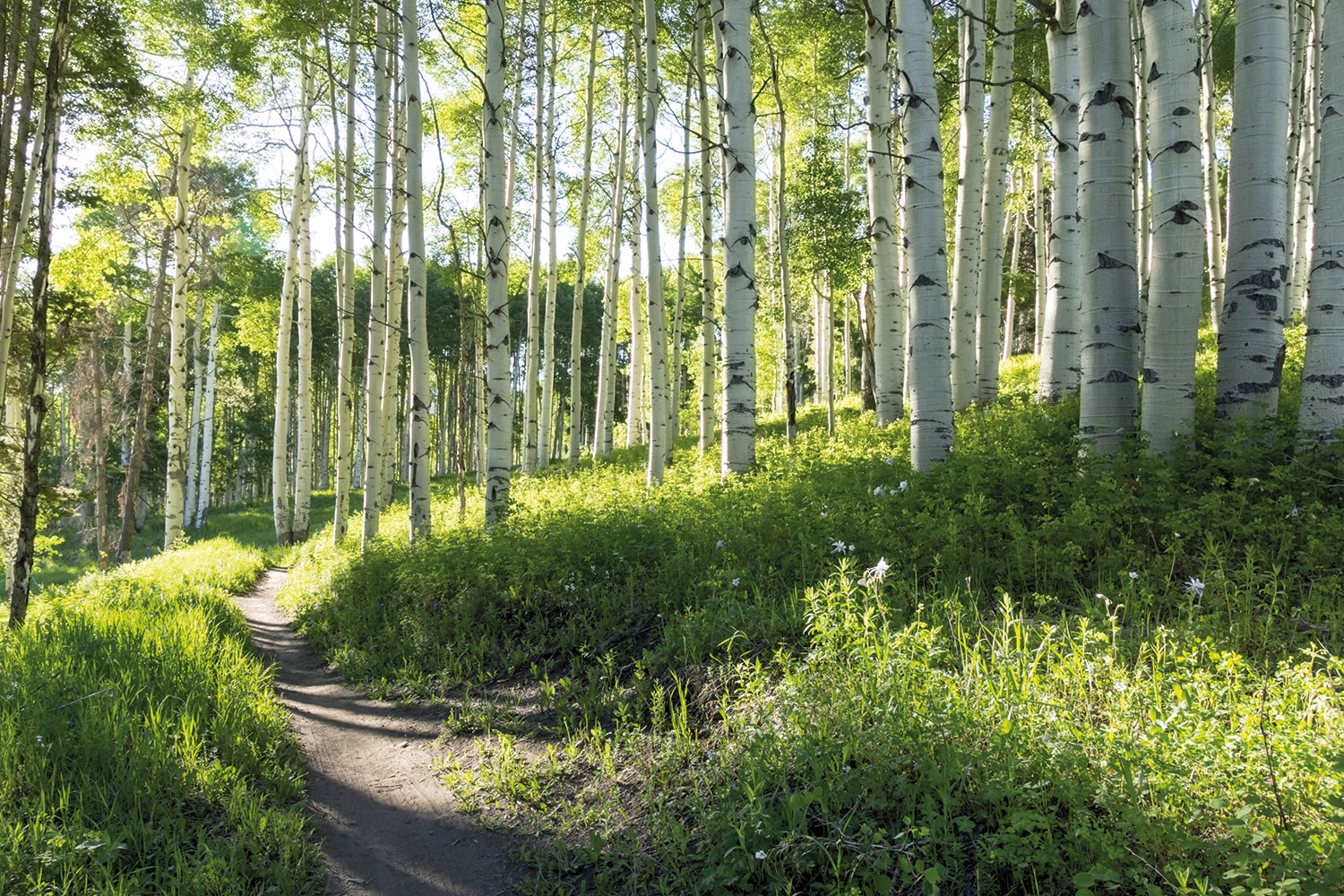 Papermoon Fototapete »Birch Hiking Trail« von Papermoon