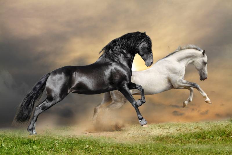 Papermoon Fototapete »Black and White Horses« von Papermoon