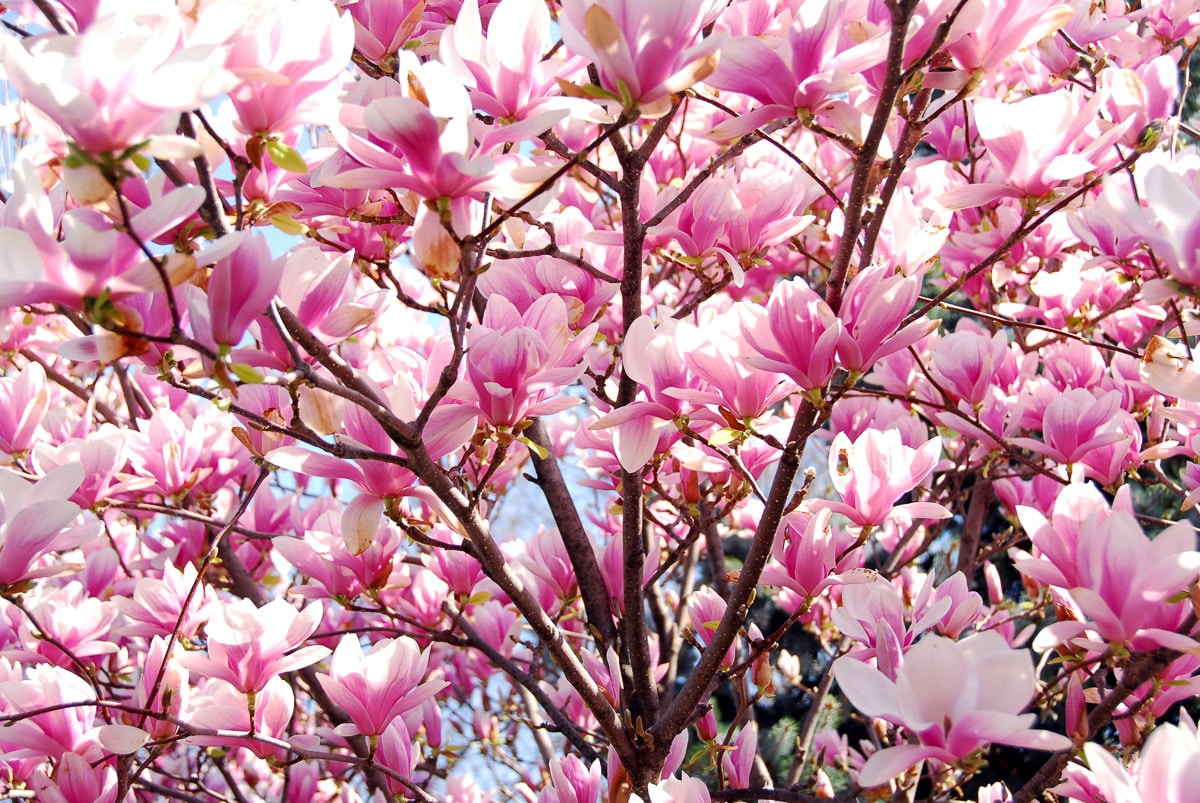 Papermoon Fototapete »Blühende Magnolie« Papermoon Fototapete »Blühende Magnolie« von Papermoon
