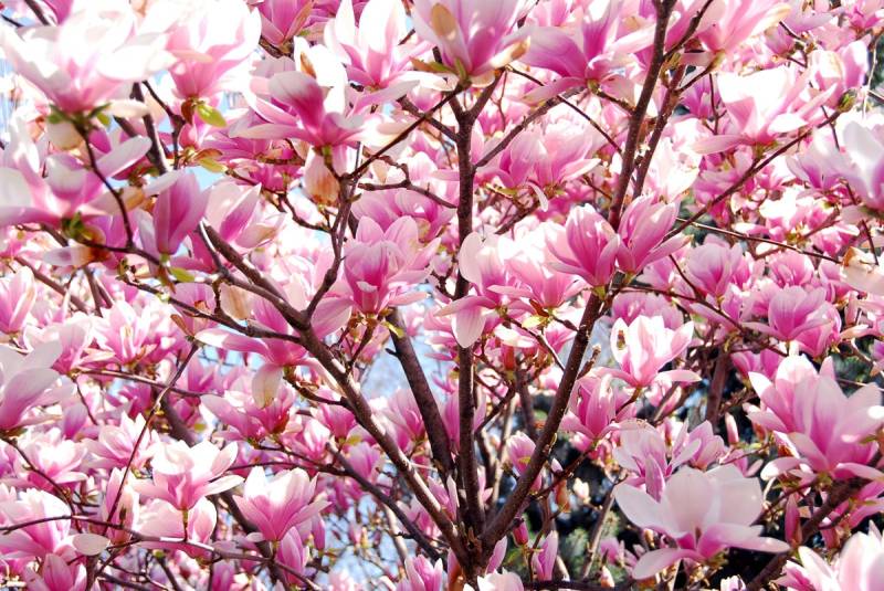 Papermoon Fototapete »Blühende Magnolie« von Papermoon