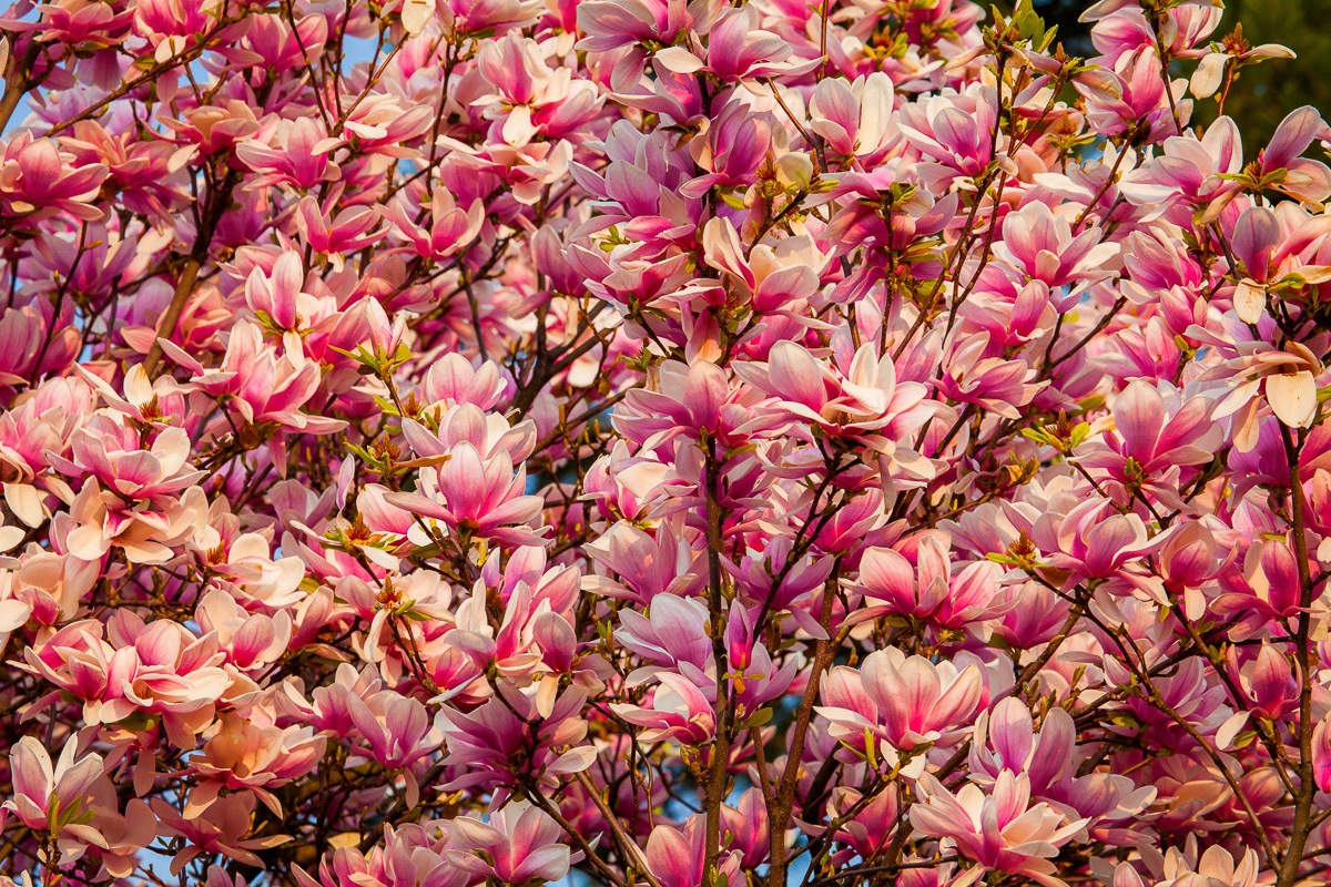Papermoon Fototapete »Blüten Baum« von Papermoon