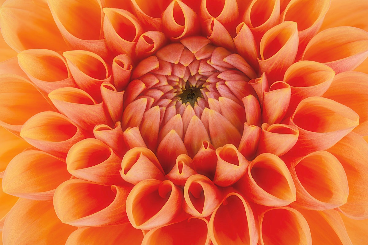 Papermoon Fototapete »Blume« von Papermoon