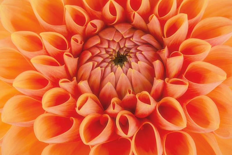 Papermoon Fototapete »Blume« von Papermoon