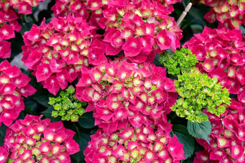Papermoon Fototapete »Blumen« von Papermoon
