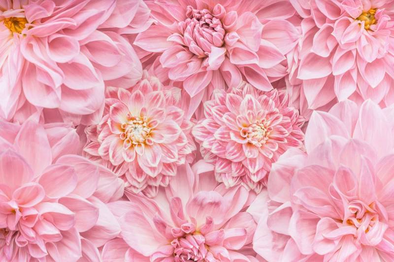 Papermoon Fototapete »Blumen« von Papermoon