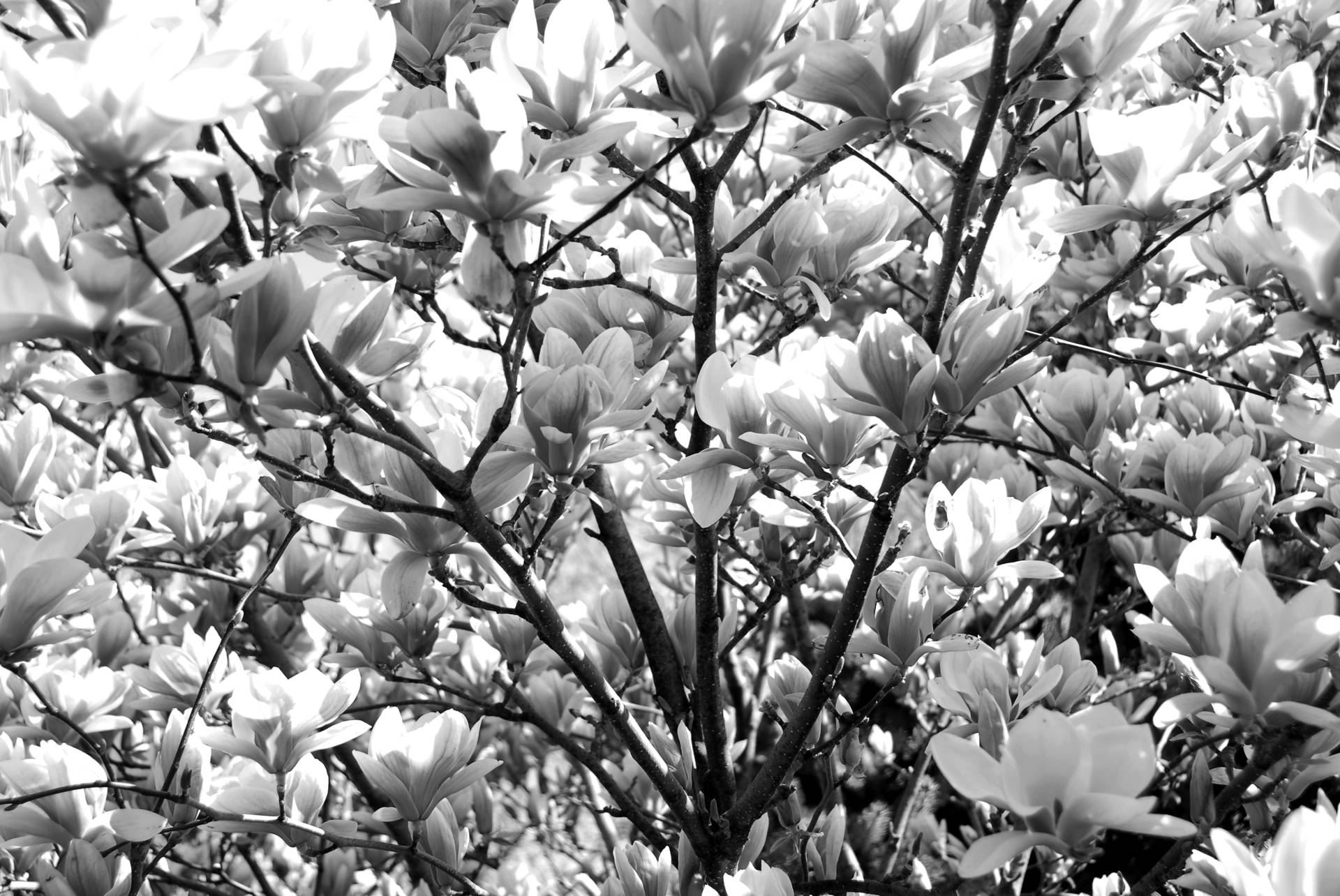 Papermoon Fototapete »Blumen Schwarz & Weiss« von Papermoon