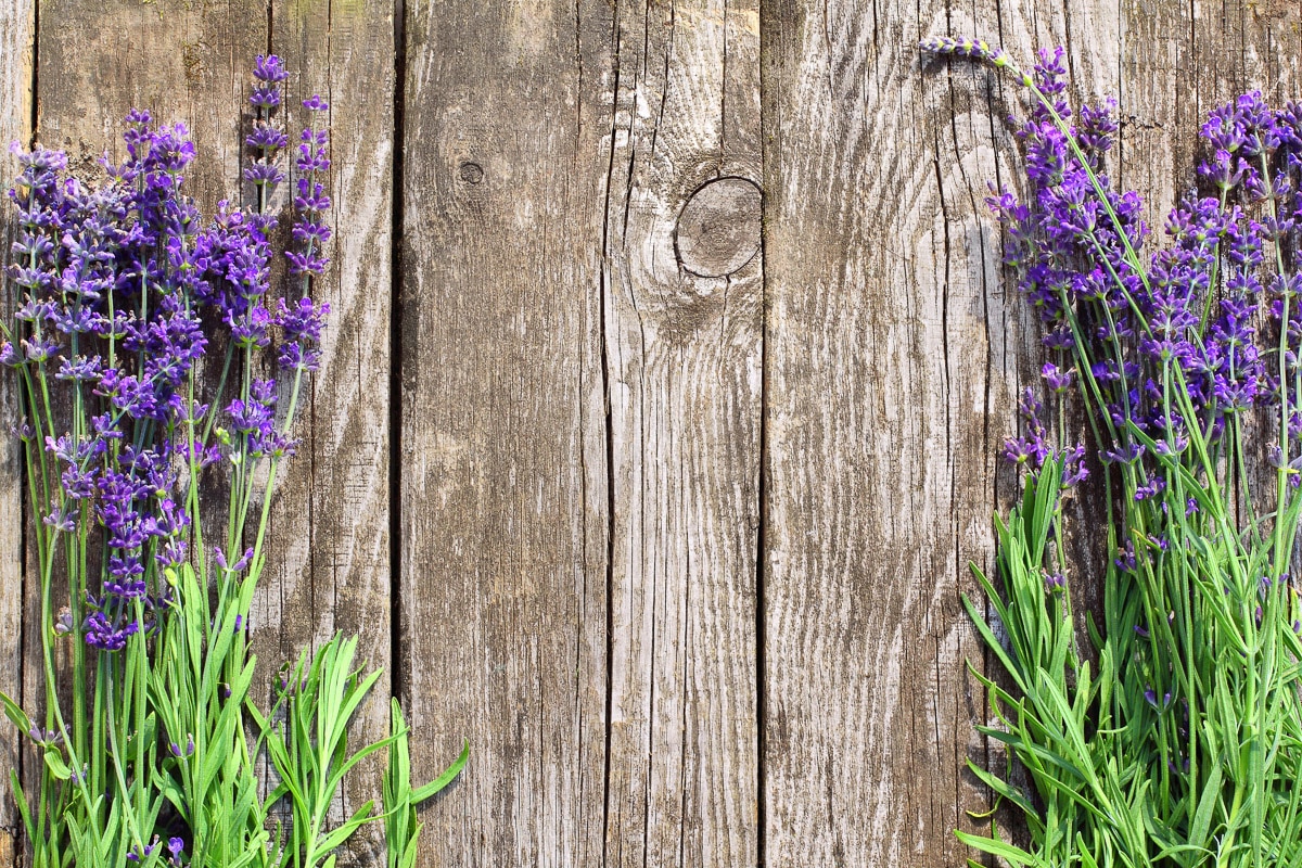 Papermoon Fototapete »Blumen an Holzwand« Papermoon Fototapete »Blumen an Holzwand« von Papermoon