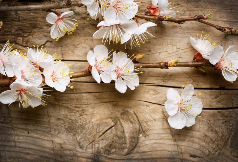 Papermoon Fototapete »Blumen auf Holz« von Papermoon