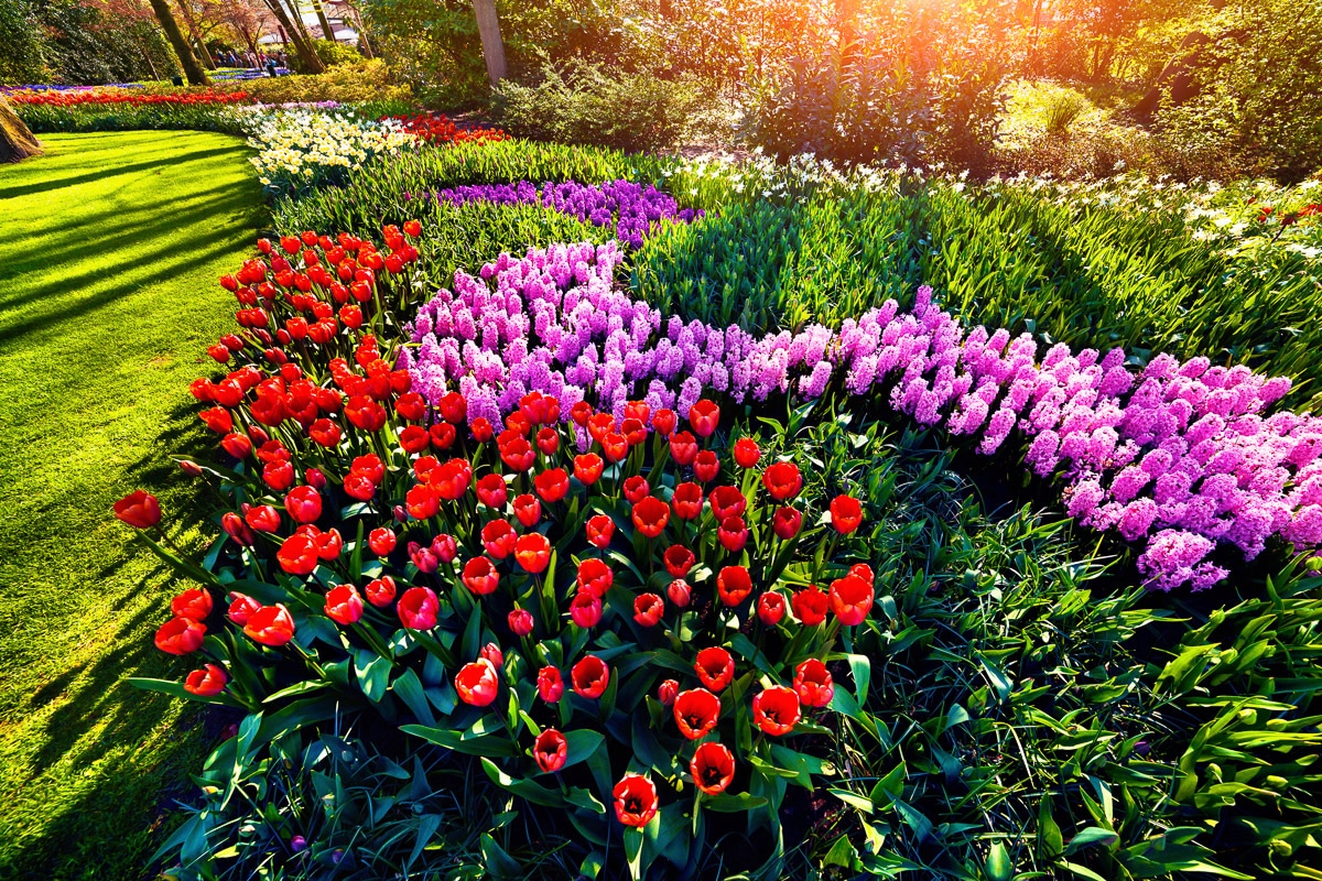 Papermoon Fototapete »Blumen im Garten« Papermoon Fototapete »Blumen im Garten« von Papermoon