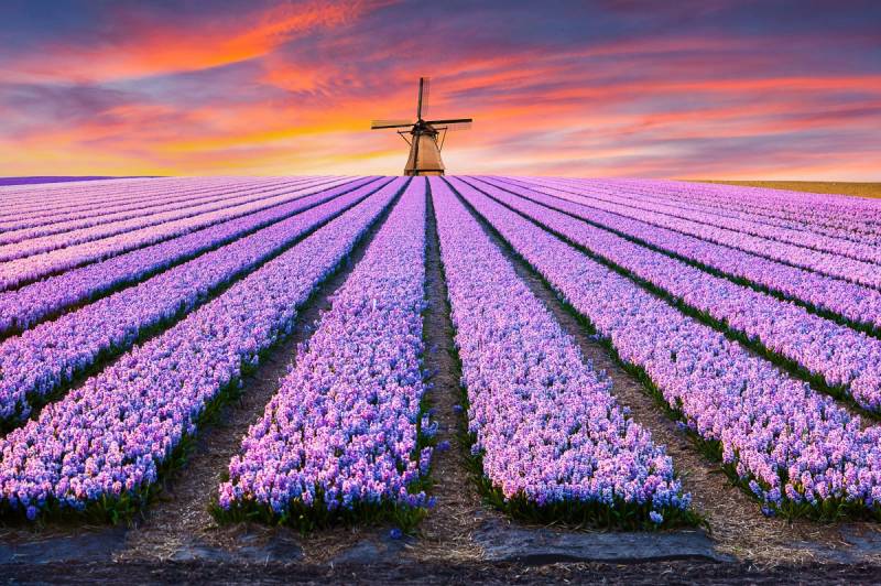 Papermoon Fototapete »Blumenfelder mit Windmühle« von Papermoon