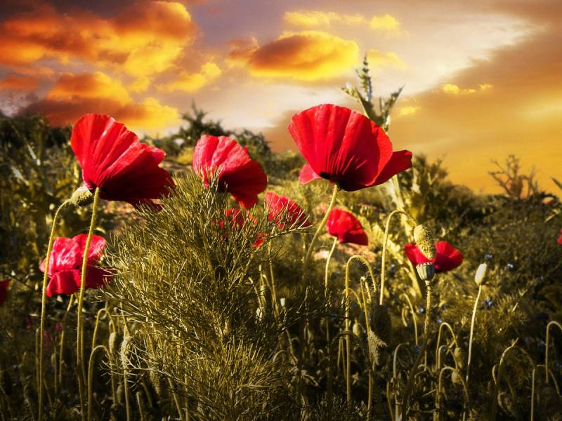 Papermoon Fototapete »Blumenwiese« von Papermoon
