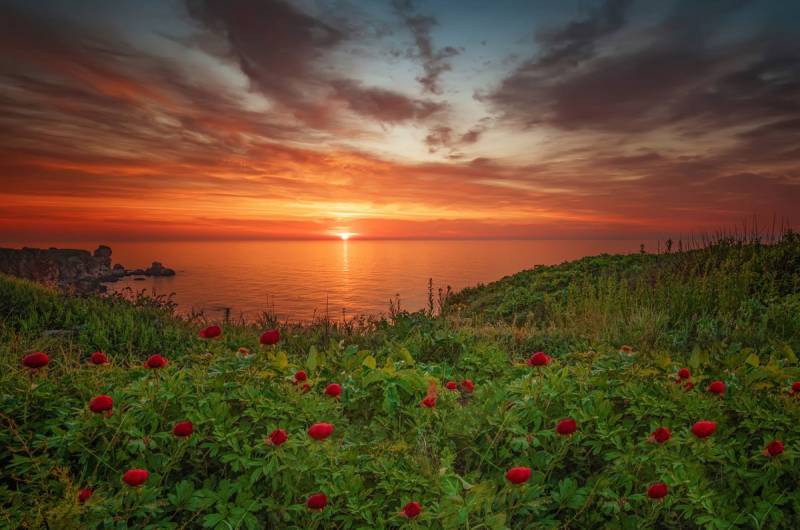 Papermoon Fototapete »Blumenwiese am Meer« von Papermoon