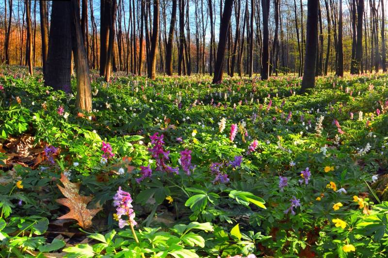Papermoon Fototapete »Blumenwiese im Wald« von Papermoon