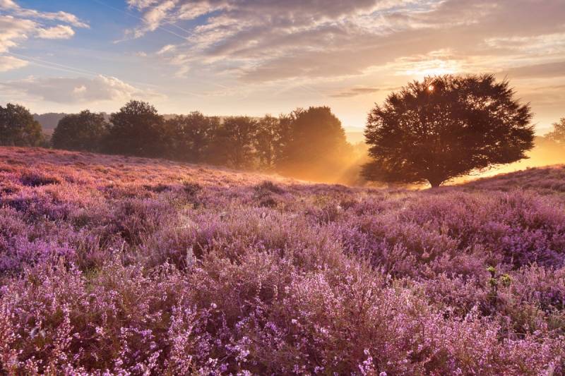 Papermoon Fototapete »Blumenwiese mit Baum« von Papermoon