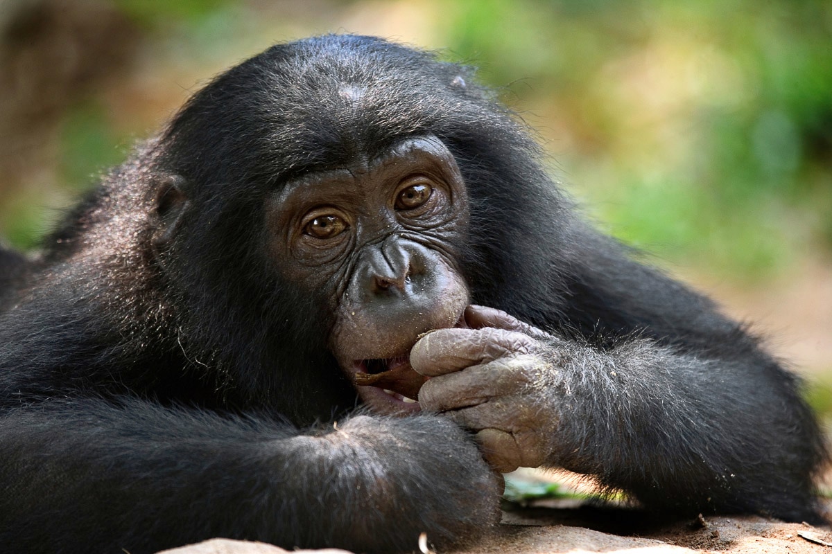 Papermoon Fototapete »Bonobo-Porträt« von Papermoon
