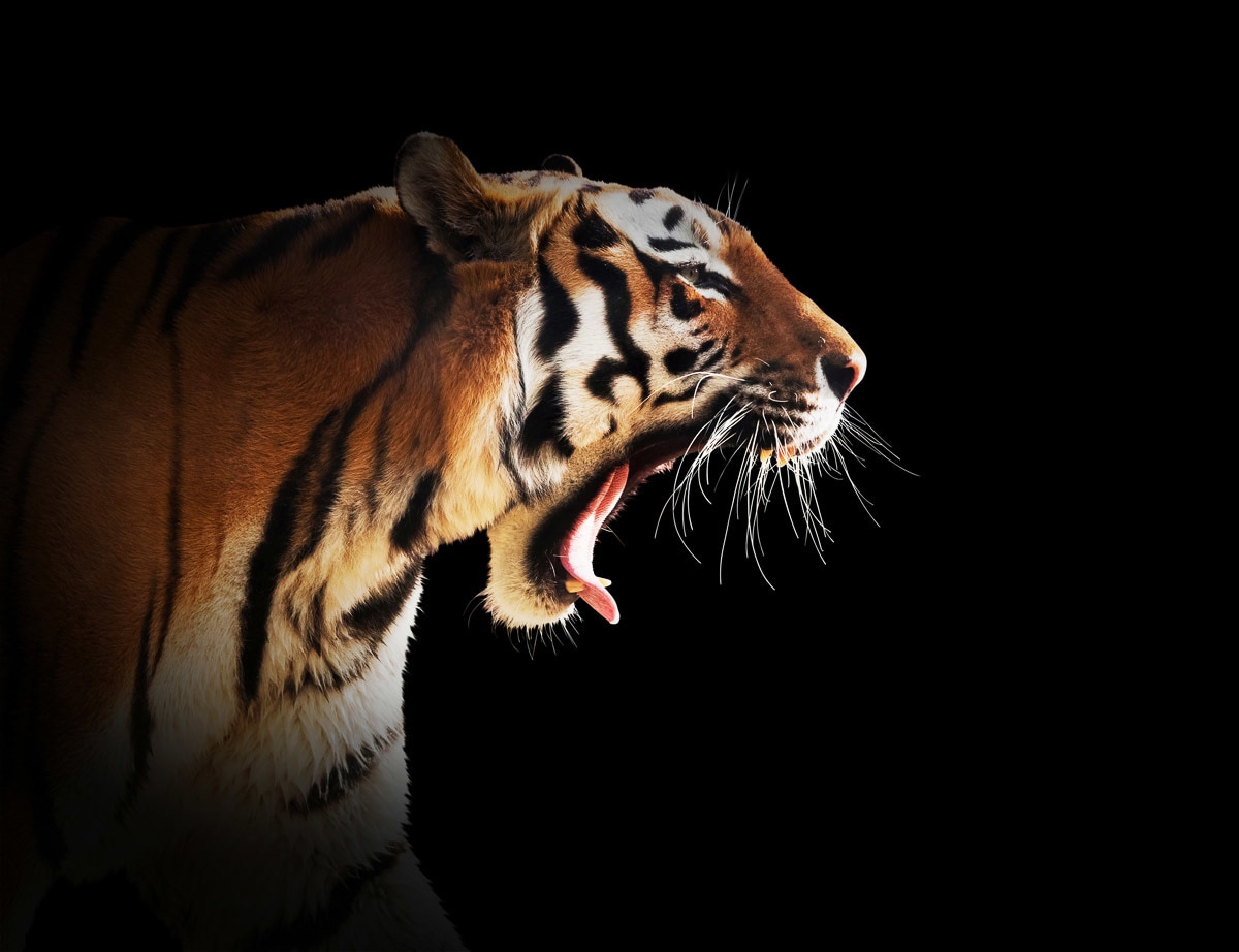 Papermoon Fototapete »Brüllender Tiger« von Papermoon