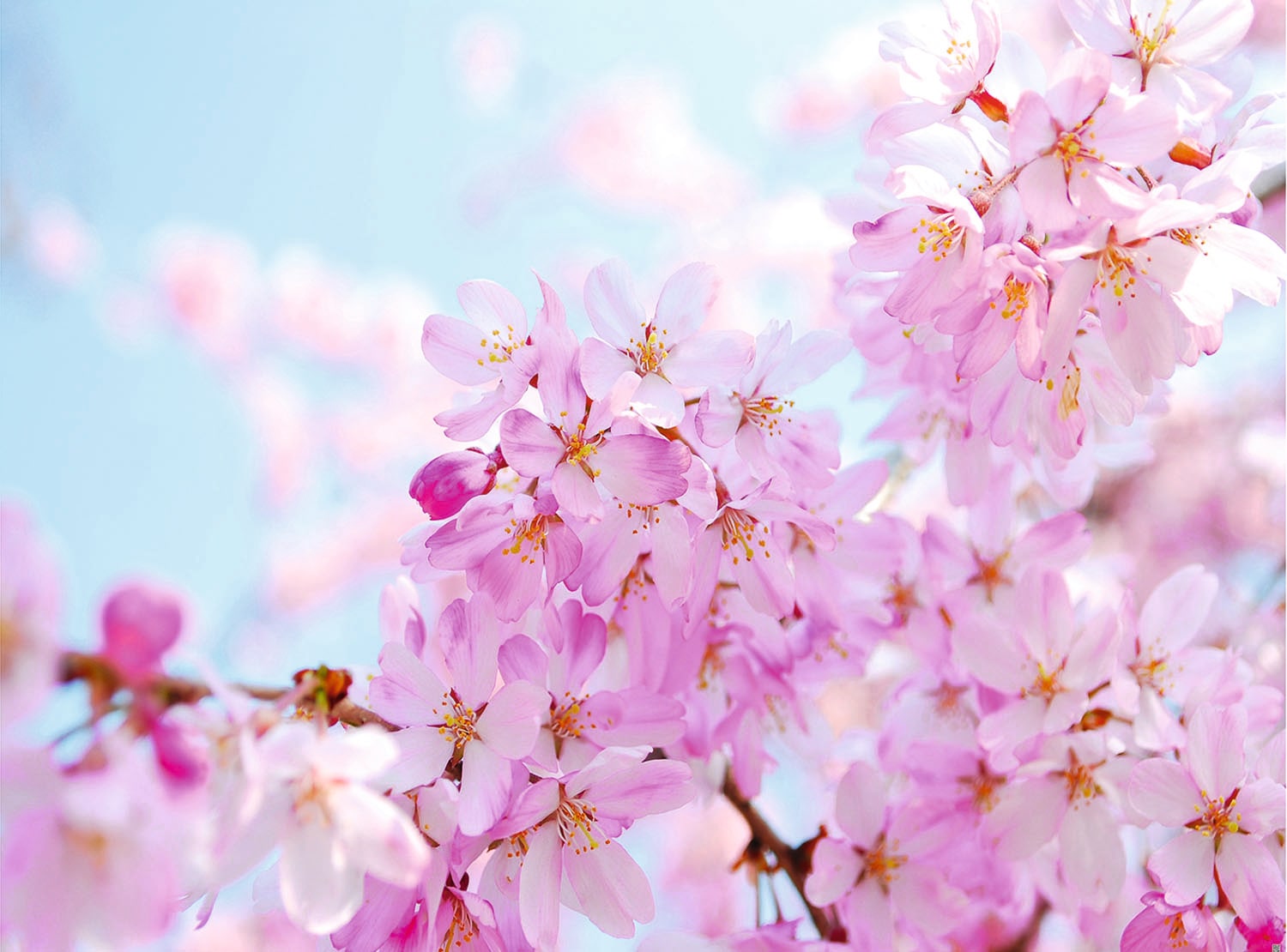 Papermoon Fototapete »Cherry Blossom« von Papermoon