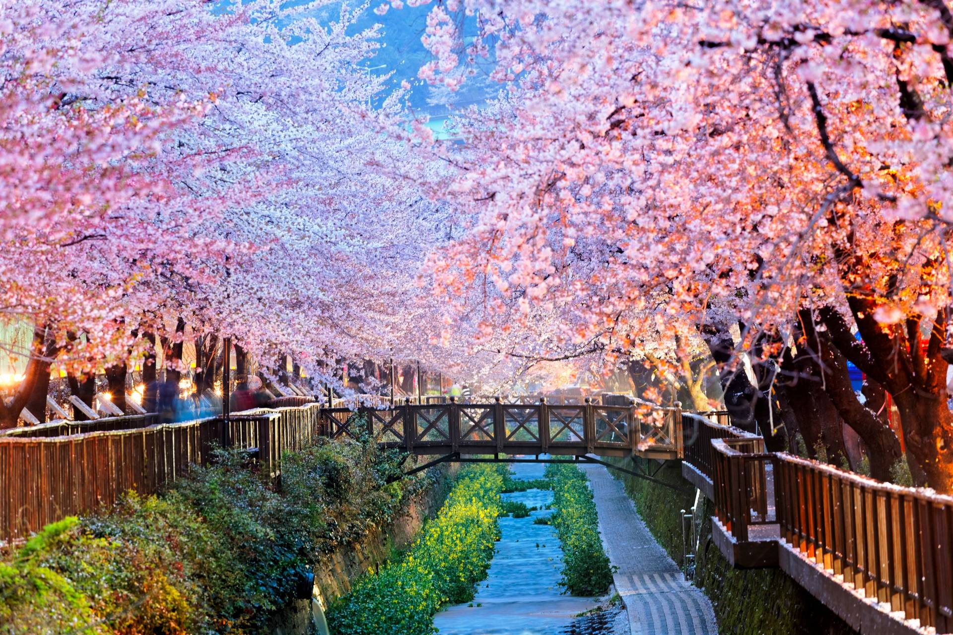 Papermoon Fototapete »Cherry Blossoms Busan City« Papermoon Fototapete »Cherry Blossoms Busan City« von Papermoon
