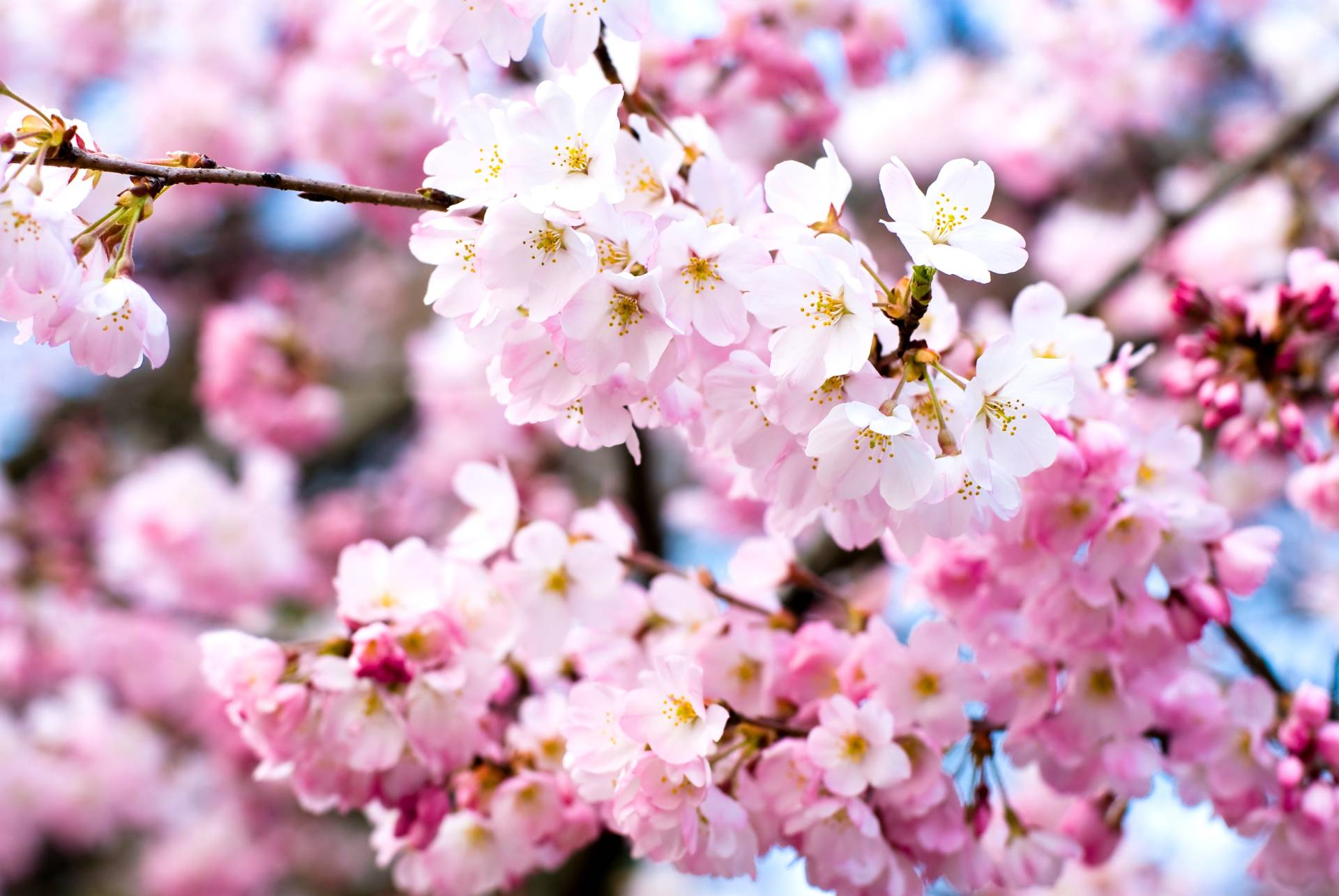 Papermoon Fototapete »Cherry Blossoms« Papermoon Fototapete »Cherry Blossoms« von Papermoon