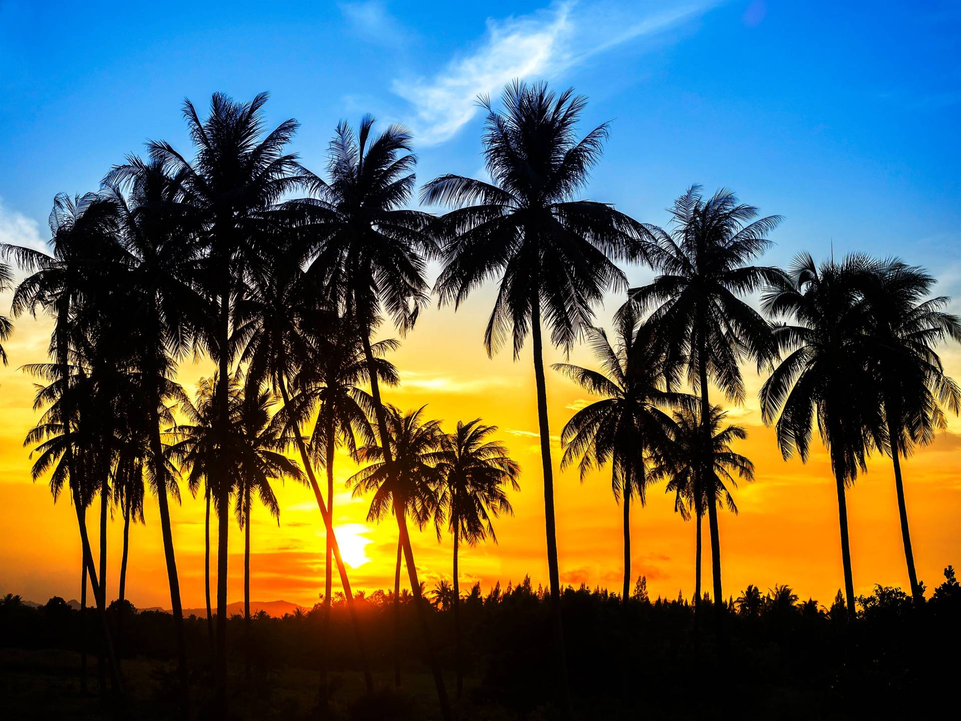 Papermoon Fototapete »Coconut Palm Trees« von Papermoon