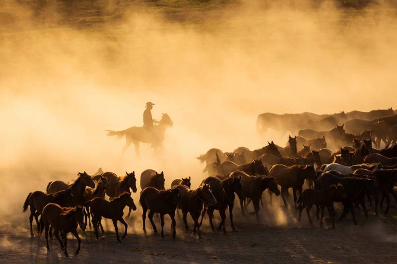 Papermoon Fototapete »Cowboy mit Herde« von Papermoon