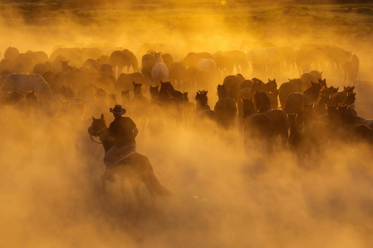 Papermoon Fototapete »Cowboy mit Herde« von Papermoon