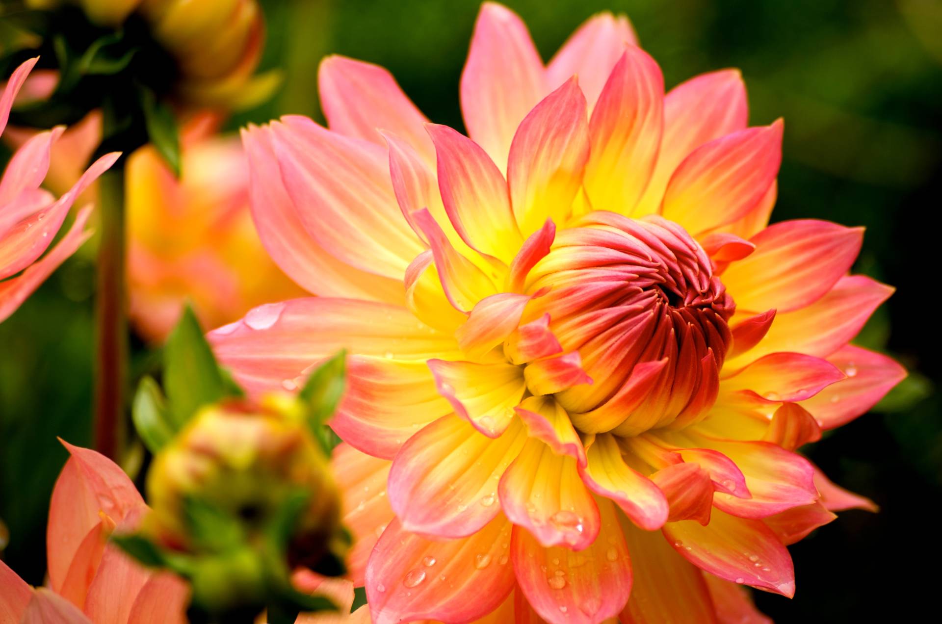 Papermoon Fototapete »Dahlia« Papermoon Fototapete »Dahlia« von Papermoon