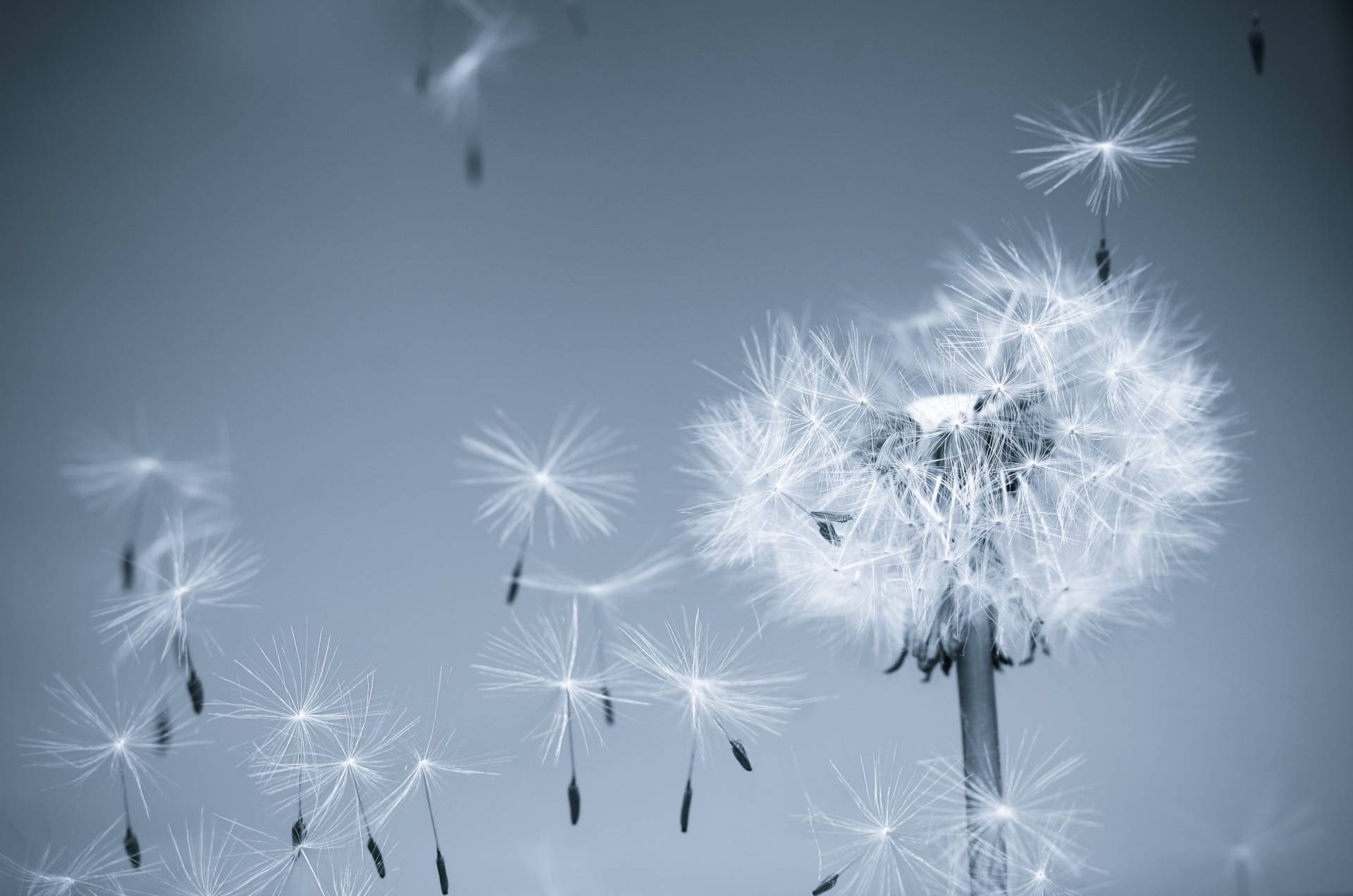 Papermoon Fototapete »Dandelion in the Wind« von Papermoon